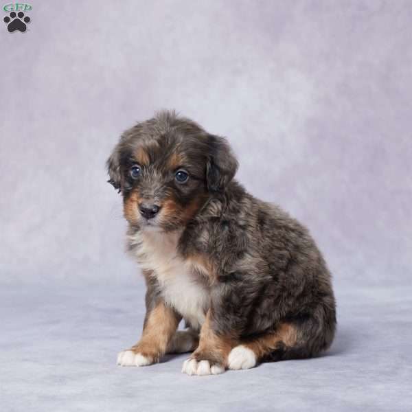 Axel, Mini Bernedoodle Puppy